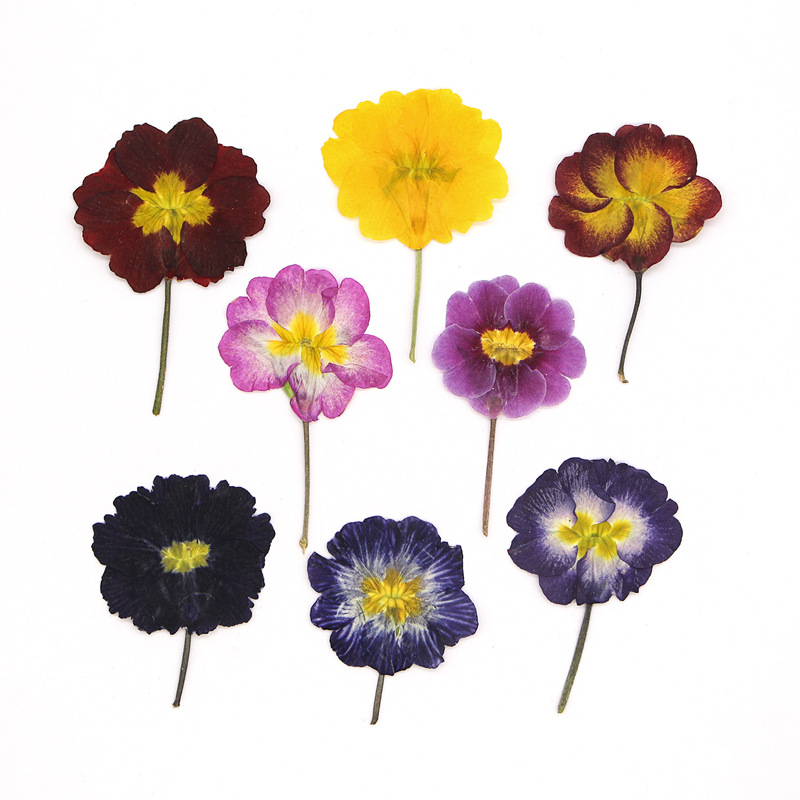 Pressed Flower Frame - 48 Adet Avrupa Çiçeksiği Öğretim Kurutulmuş