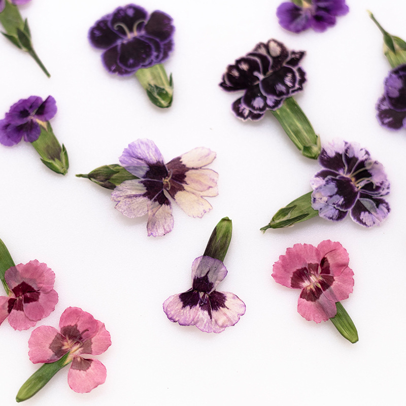 Pressed Flower Frame - 24 adet, Preslenmiş Kurutulmuş Dianthus Çiçekleri