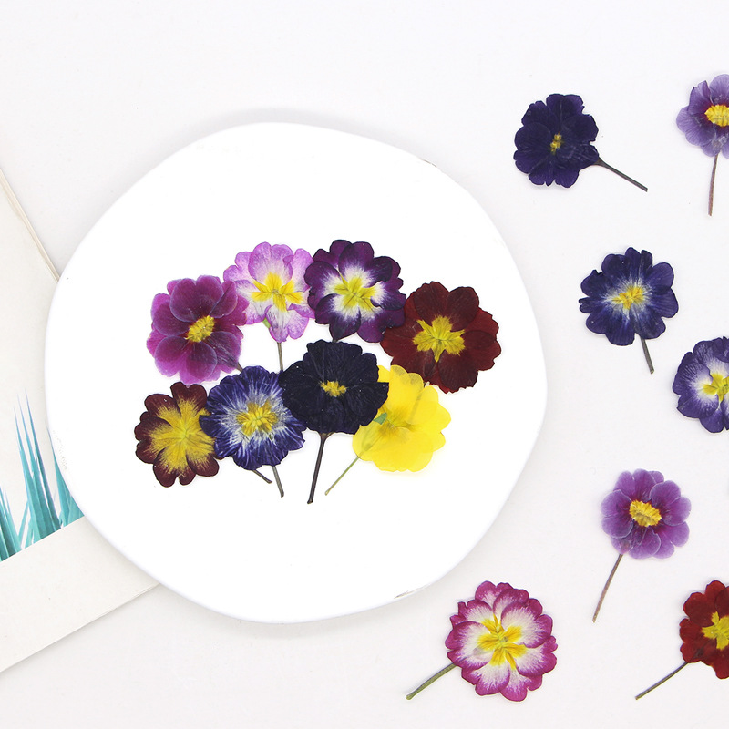48 Adet Avrupa Çiçeksiği Öğret - Pressed Flower Frame incelemesi ve fiyatı