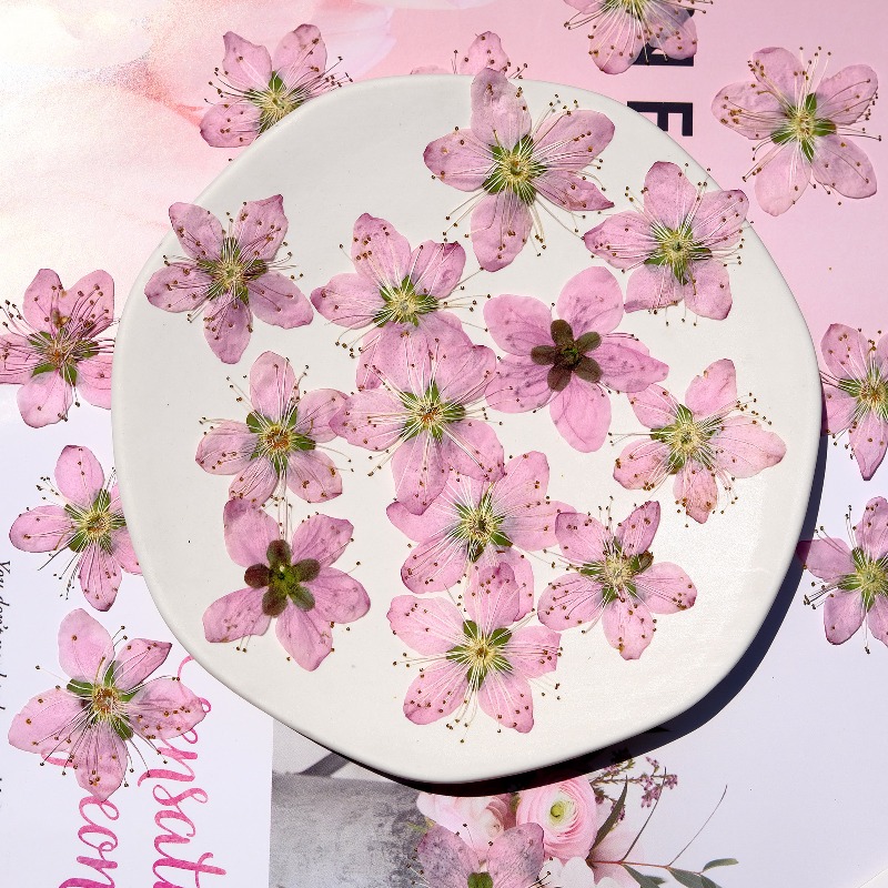 3-4cm./6 adet, Pembe Şeftali Ç - Pressed Flower Frame incelemesi ve fiyatı