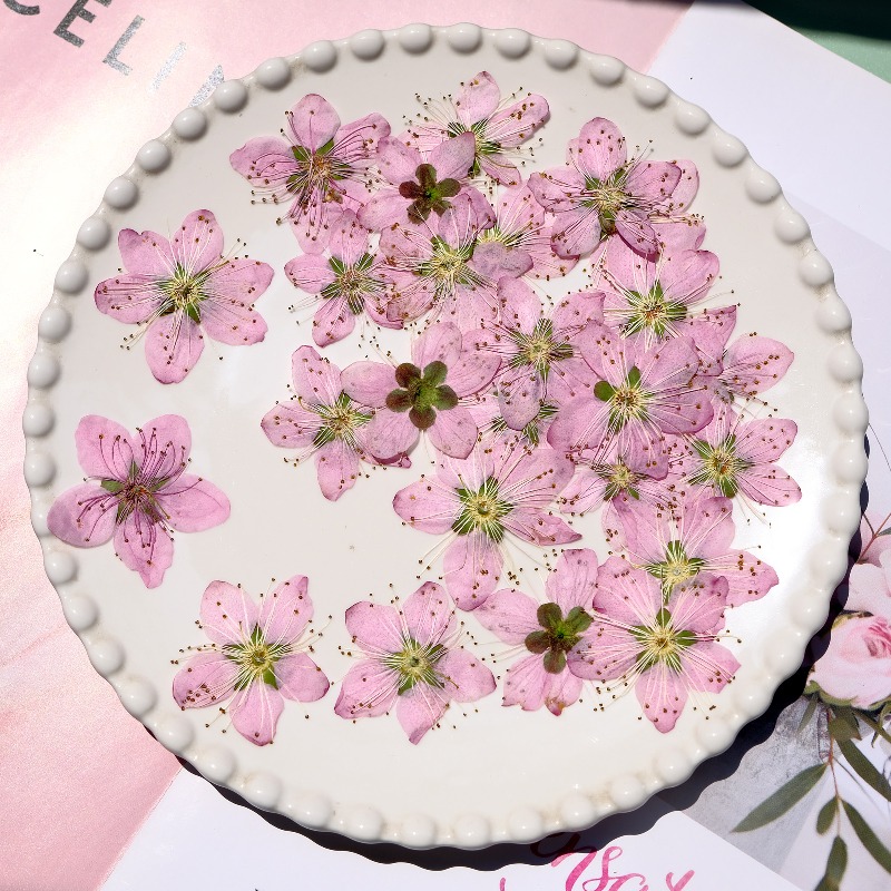 3-4cm./6 adet, Pembe Şeftali Ç - Pressed Flower Frame incelemesi ve fiyatı
