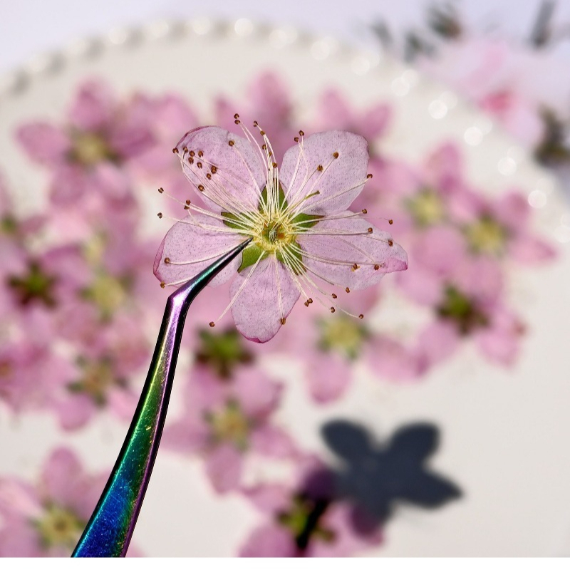 3-4cm./6 adet, Pembe Şeftali Ç - Pressed Flower Frame incelemesi ve fiyatı