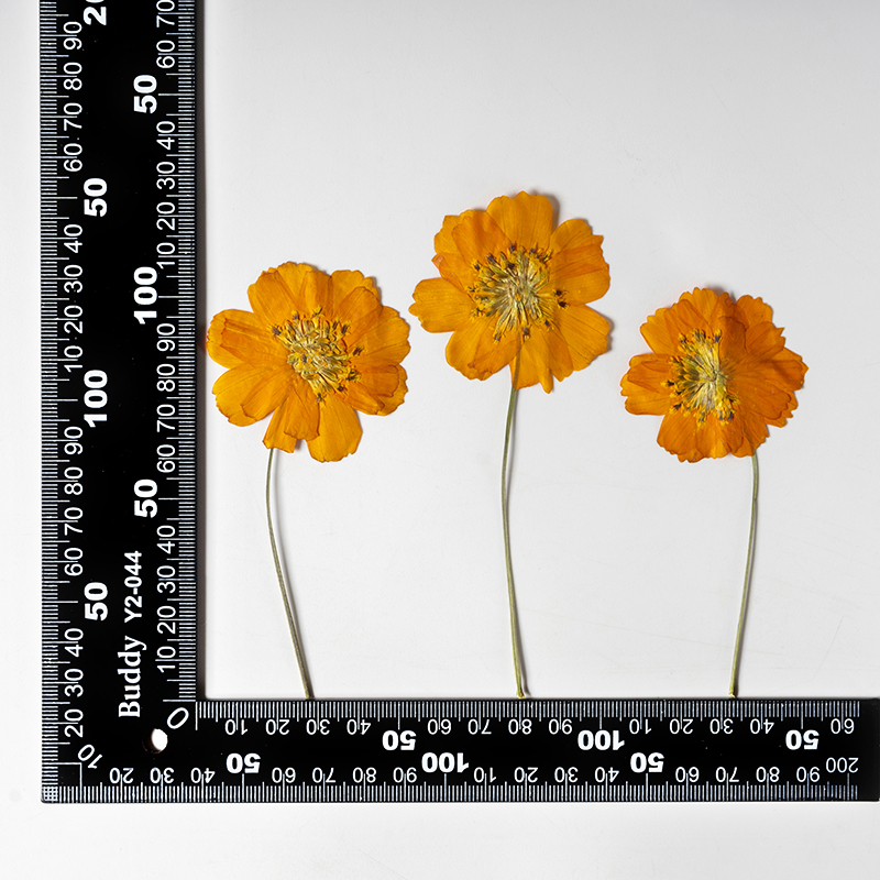 8-10cm/24 adet, Doğal Preslenm - Pressed Flower Frame incelemesi ve fiyatı