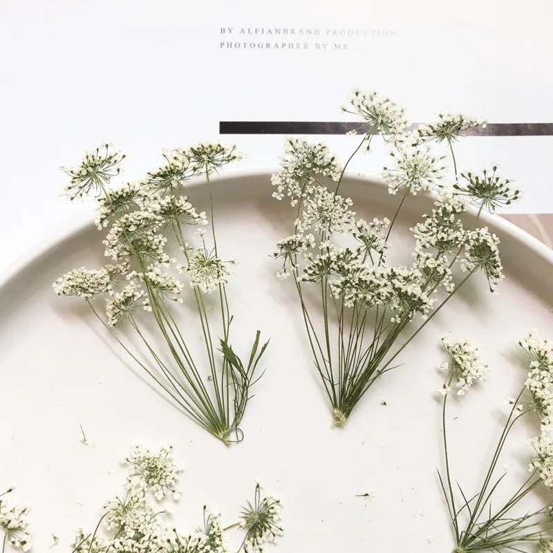 5-7 cm/12 adet, Şube ile Kar M - Pressed Flower Frame incelemesi ve fiyatı