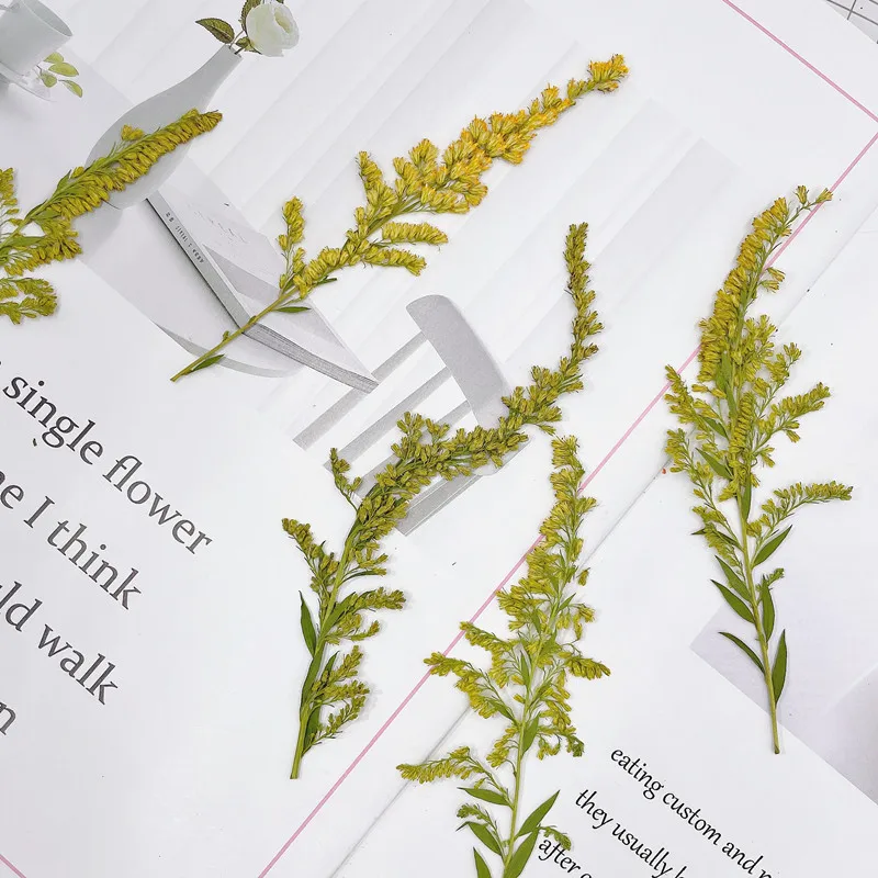 6-10cm/24 adet, doğal preslenm - Pressed Flower Frame incelemesi ve fiyatı