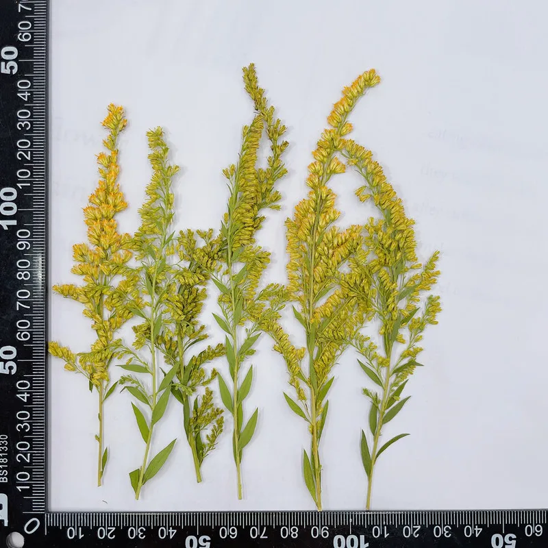 6-10cm/24 adet, doğal preslenm - Pressed Flower Frame incelemesi ve fiyatı