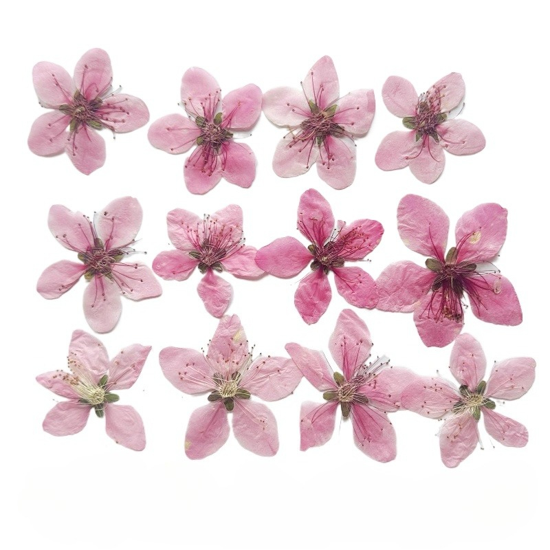 12 adet, Doğa Şeftali Çiçeği P - Pressed Flower Frame incelemesi ve fiyatı