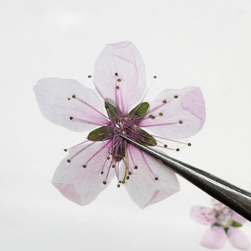 12 adet, Doğa Şeftali Çiçeği P - Pressed Flower Frame incelemesi ve fiyatı