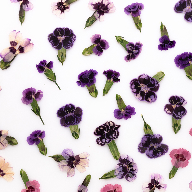 24 adet, Preslenmiş Kurutulmuş - Pressed Flower Frame incelemesi ve fiyatı