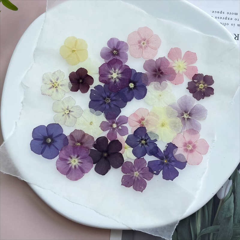 12 adet, Yarı Şeffaf Niş Phlox - Pressed Flower Frame incelemesi ve fiyatı