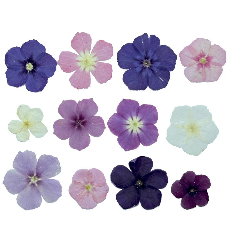 12 adet, Yarı Şeffaf Niş Phlox - Pressed Flower Frame incelemesi ve fiyatı
