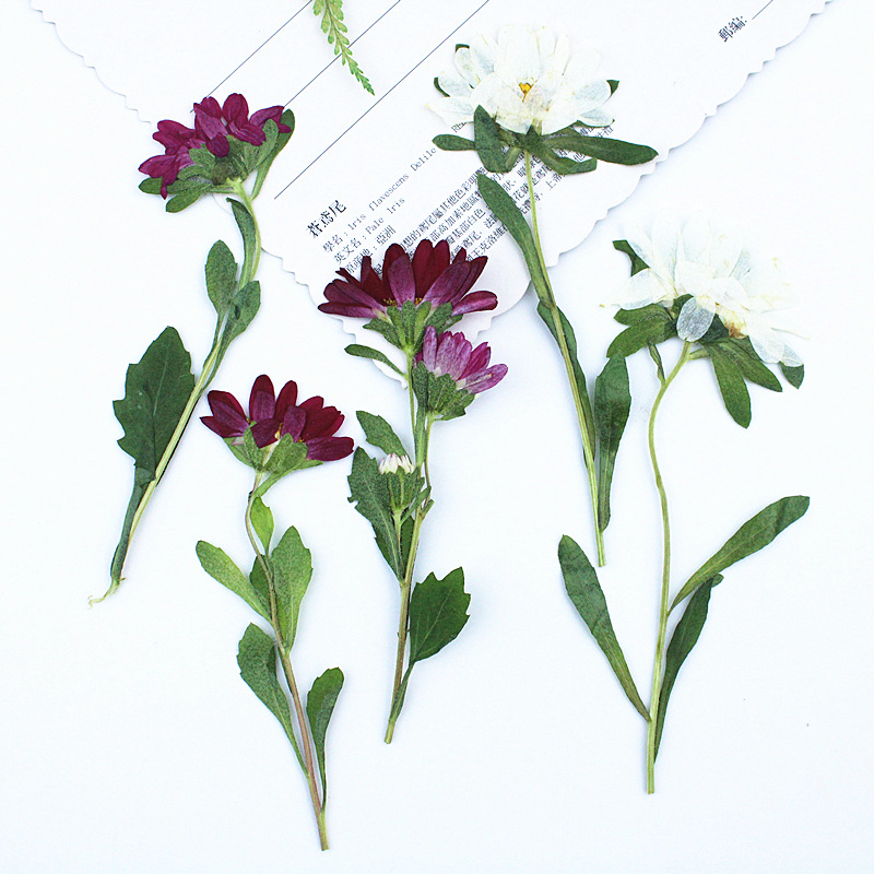 24 adet, Mini Krizantem Presle - Pressed Flower Frame incelemesi ve fiyatı
