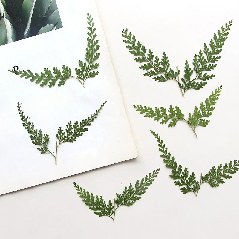 Doğa Preslenmiş Fern Dalları,  - Pressed Flower Frame incelemesi ve fiyatı